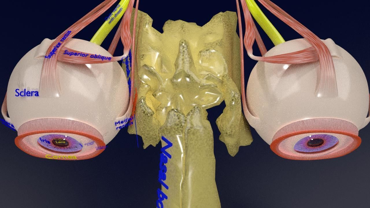 Eye anatomy cut open detail labelled 3D model_24