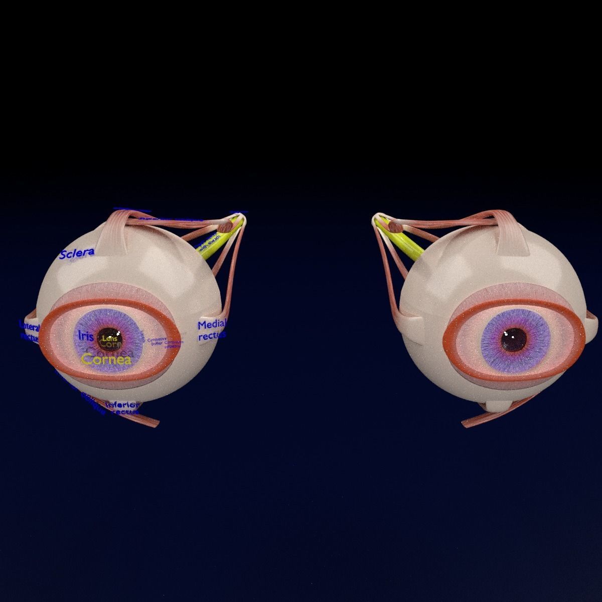Eye anatomy cut open detail labelled 3D model_26