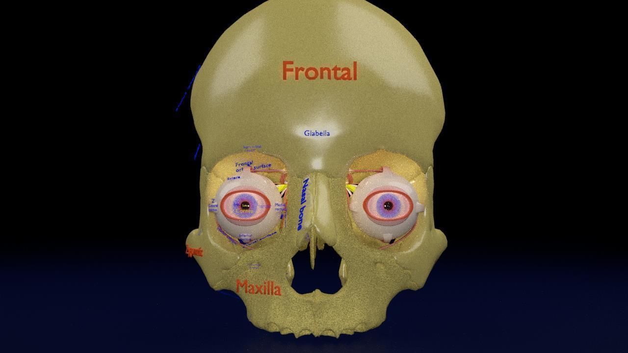 Eye anatomy cut open detail labelled 3D model_7