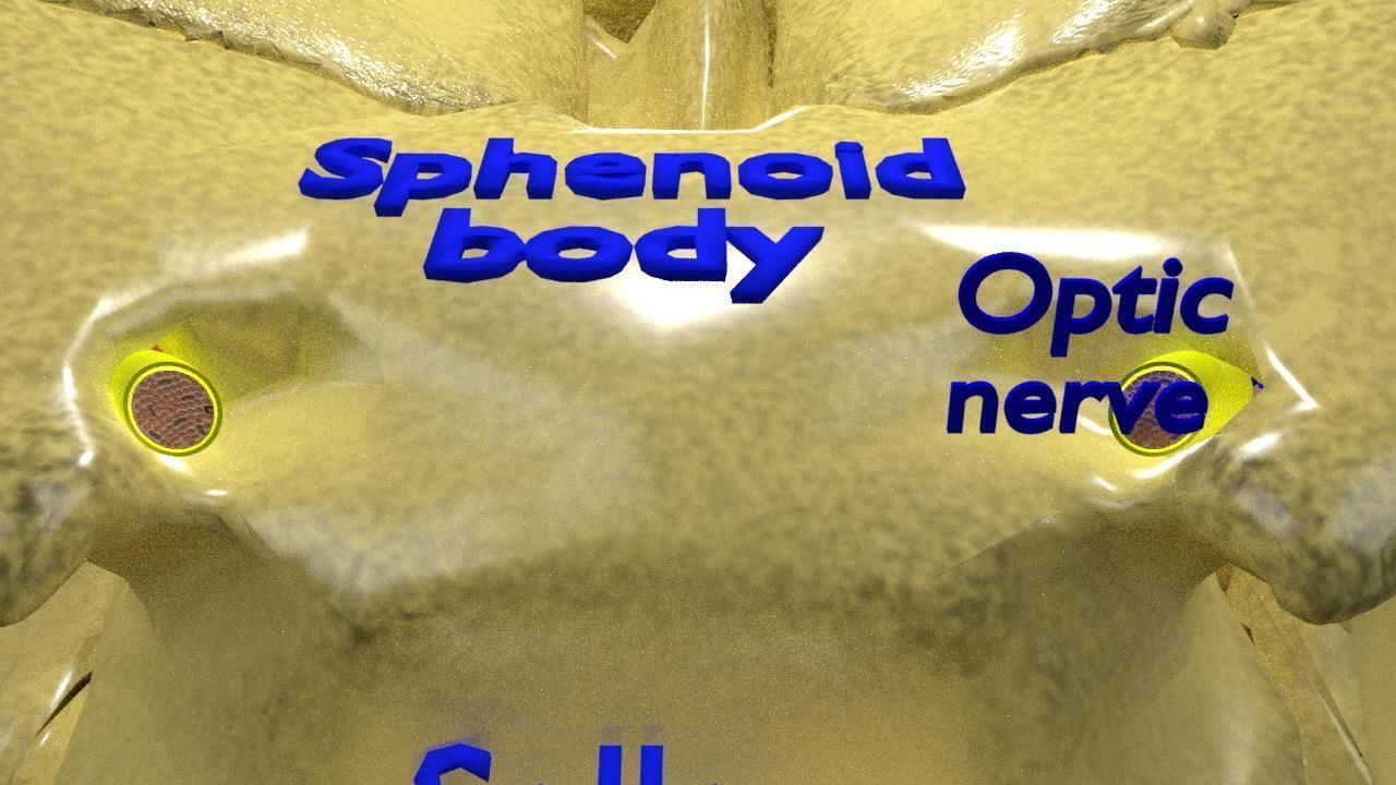 Eye anatomy cut open detail labelled 3D model_25