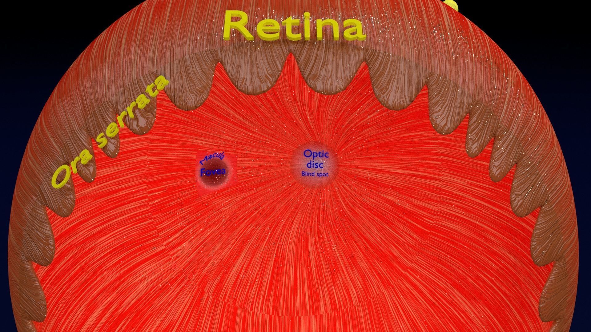 Eye anatomy cut open detail labelled 3D model_5