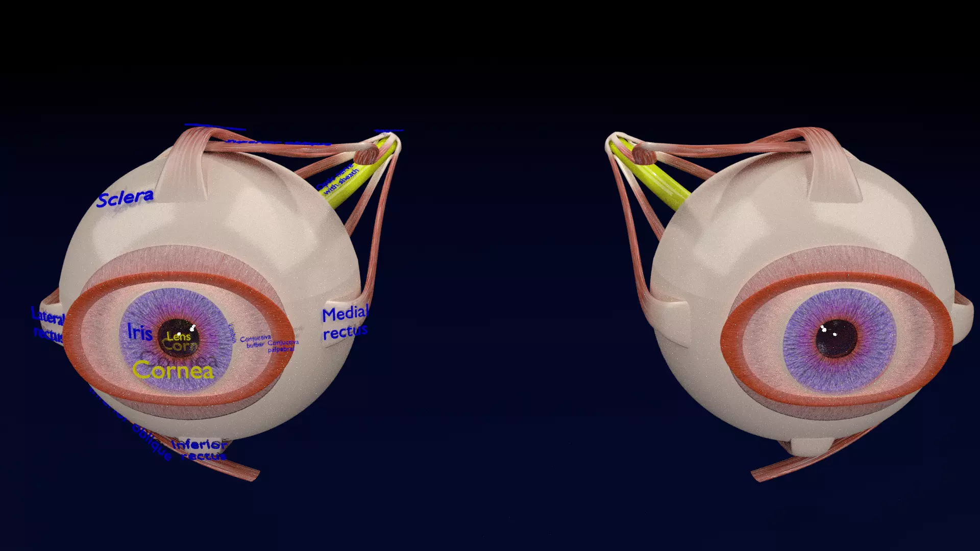 Eye anatomy cut open detail labelled 3D model_0