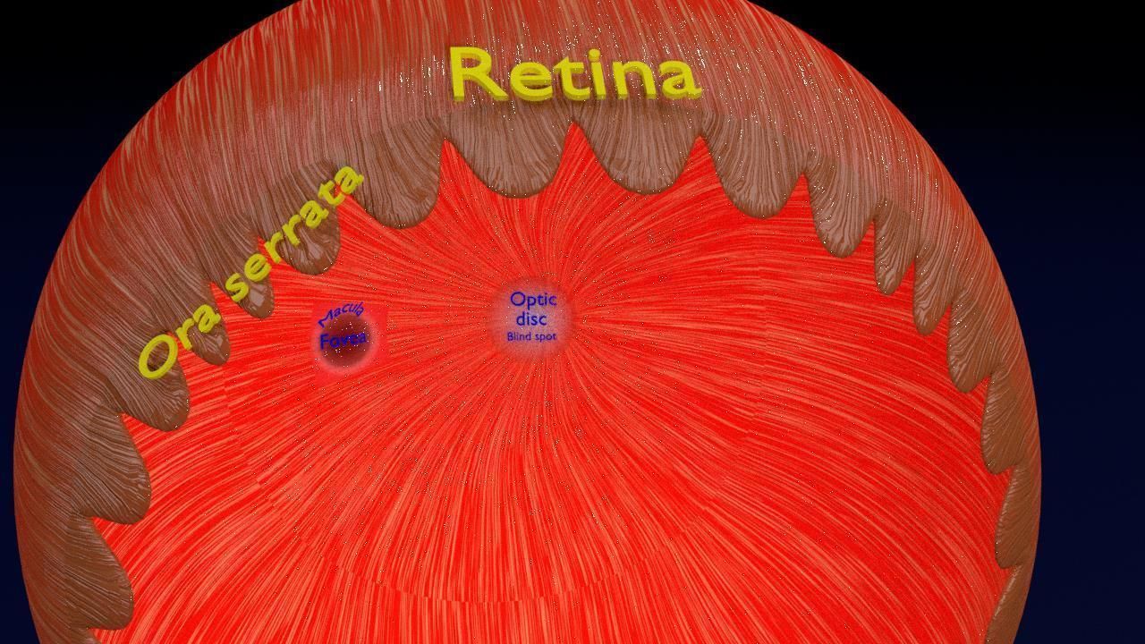 Eye anatomy cut open detail labelled 3D model_20