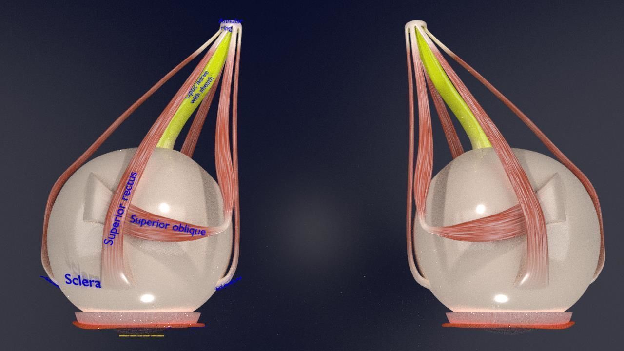 Eye anatomy cut open detail labelled 3D model_13