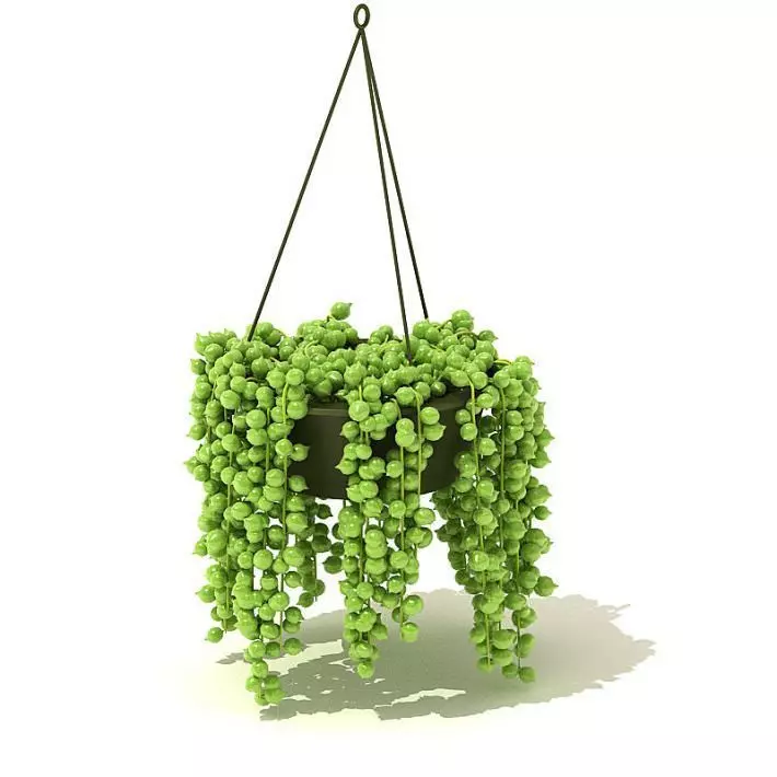 Green Hanging Plant 3D model_0