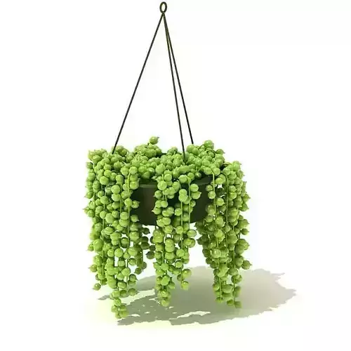 Green Hanging Plant 3D model