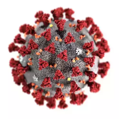 corona virus