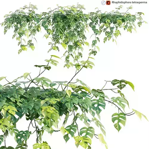 Rhaphidophora tetrasperma - Mini Monstera