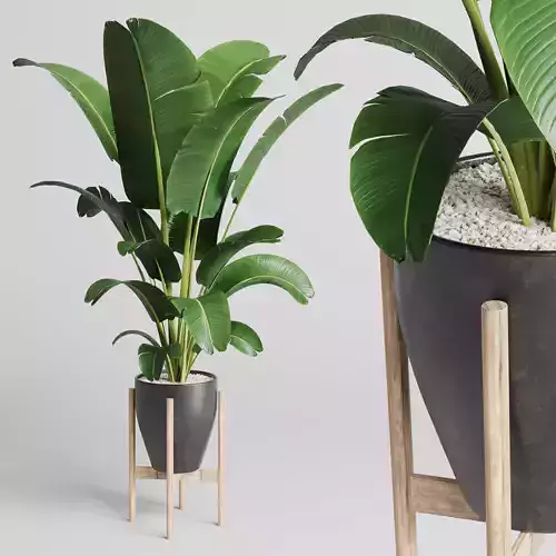 Indoor plant 93 concrete vase pot palnt ravenala