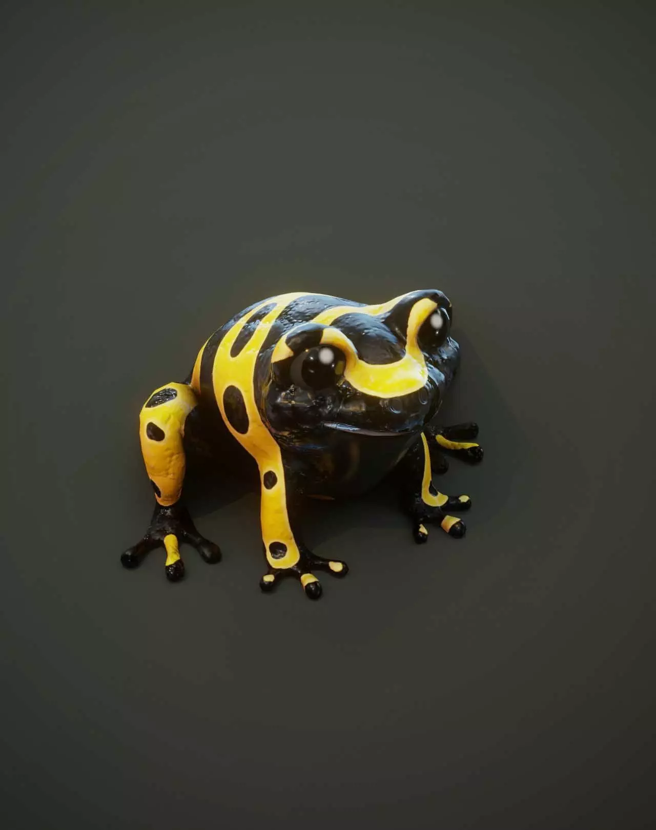 Cartoon Yellow-banded Frog Animated 3D Model Low-poly 3D model_0