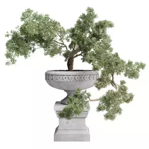 Indoor outdoor plant 95 tree bonsai concrete dirt classic vase