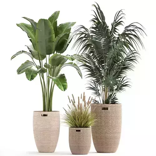 Ornamental plants in rattan baskets 1026