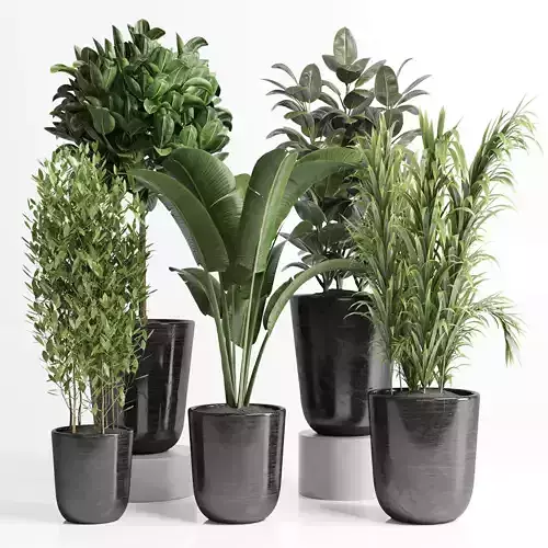  Indoor plant  palm ravenala ficus rubbery concrete dirt vase