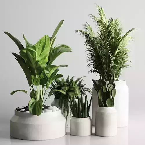  indoor plant 96 pot plant palm fern cactus concrete vase