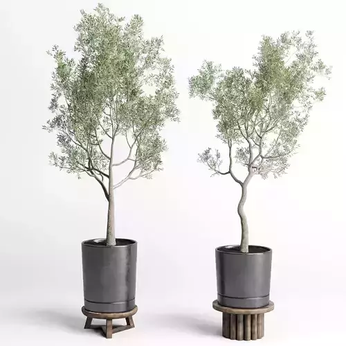  Indoor plant 98 concrete vase pot tree olive