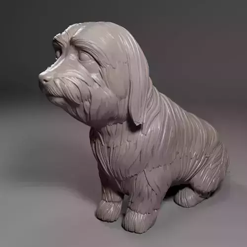 Skye Terrier - Dog Pet 03