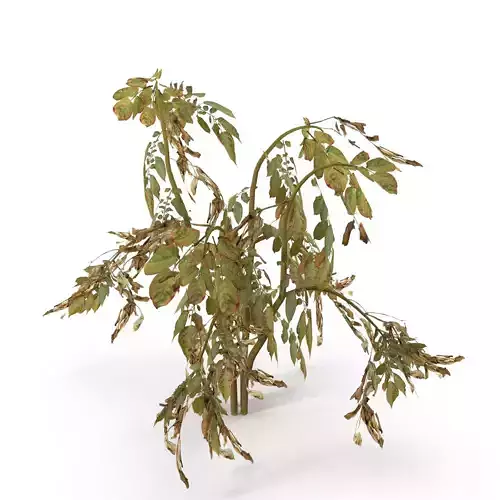 Withered potato tuber 1