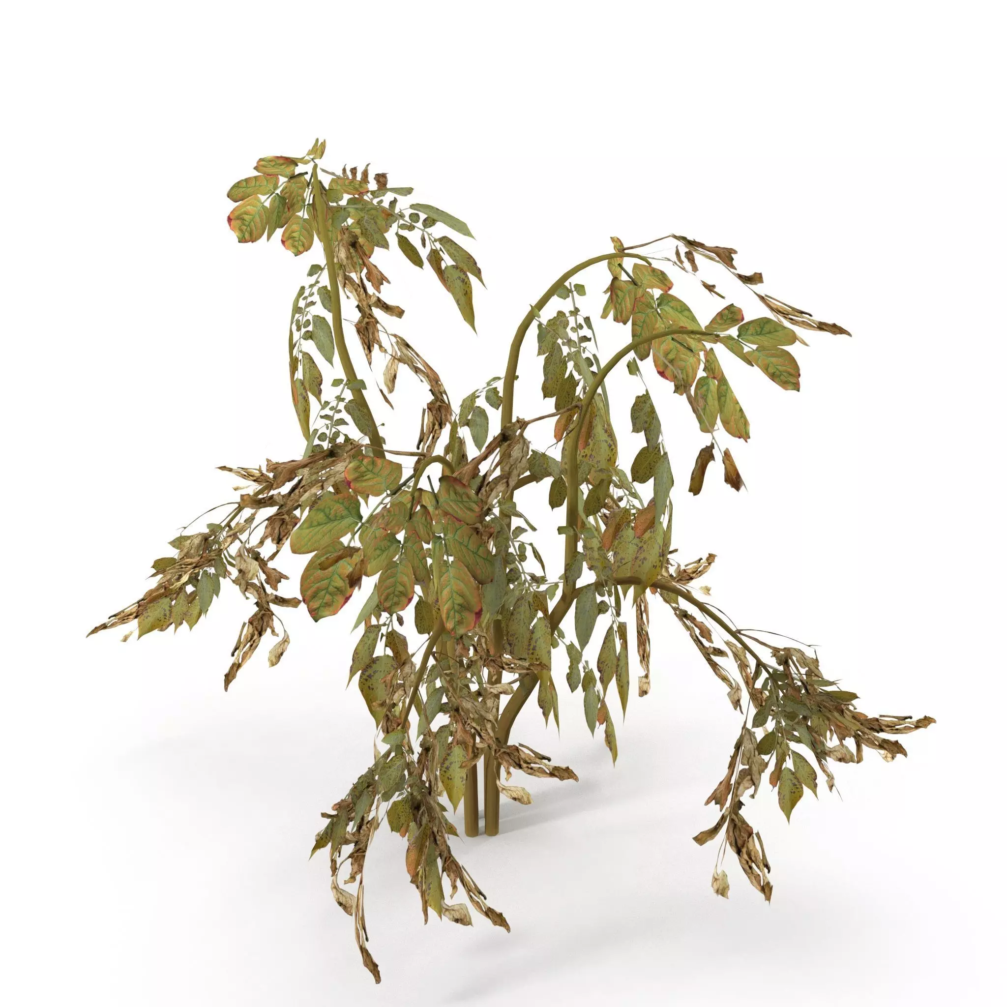 Withered potato tuber 1 3D model