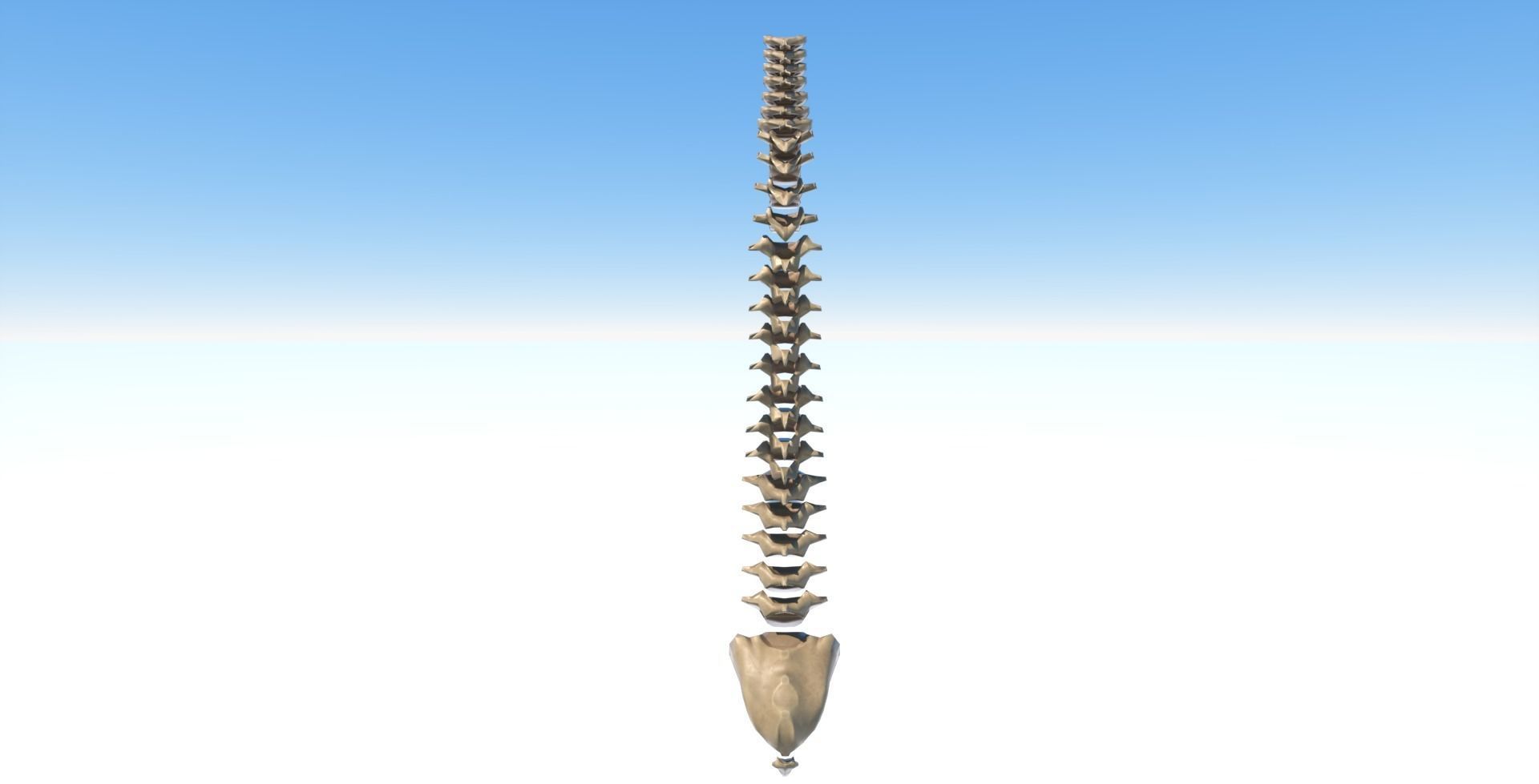 Spine model with each vertebra separately Free low-poly 3D model_3