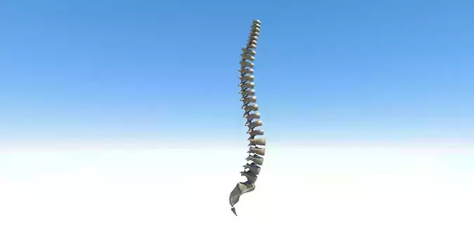 Spine model with each vertebra separately Free low-poly 3D model