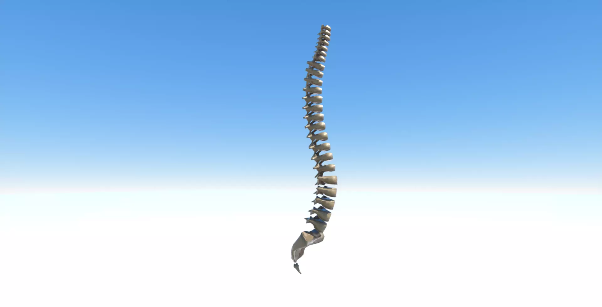 Spine model with each vertebra separately Free low-poly 3D model_0