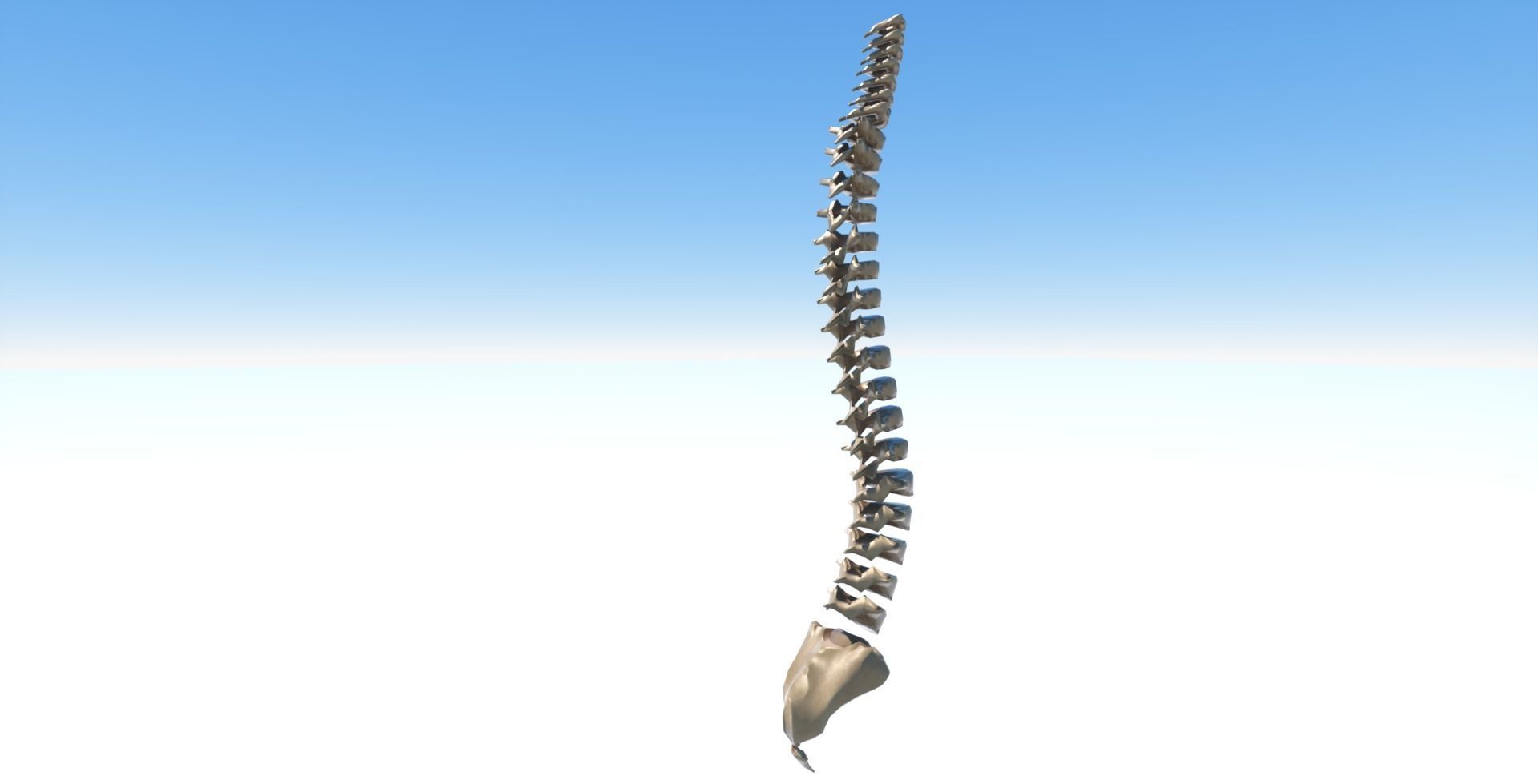 Spine model with each vertebra separately Free low-poly 3D model_1