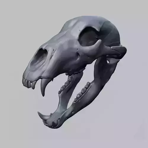 Bear skull 
