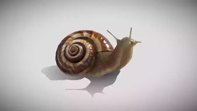 Snail