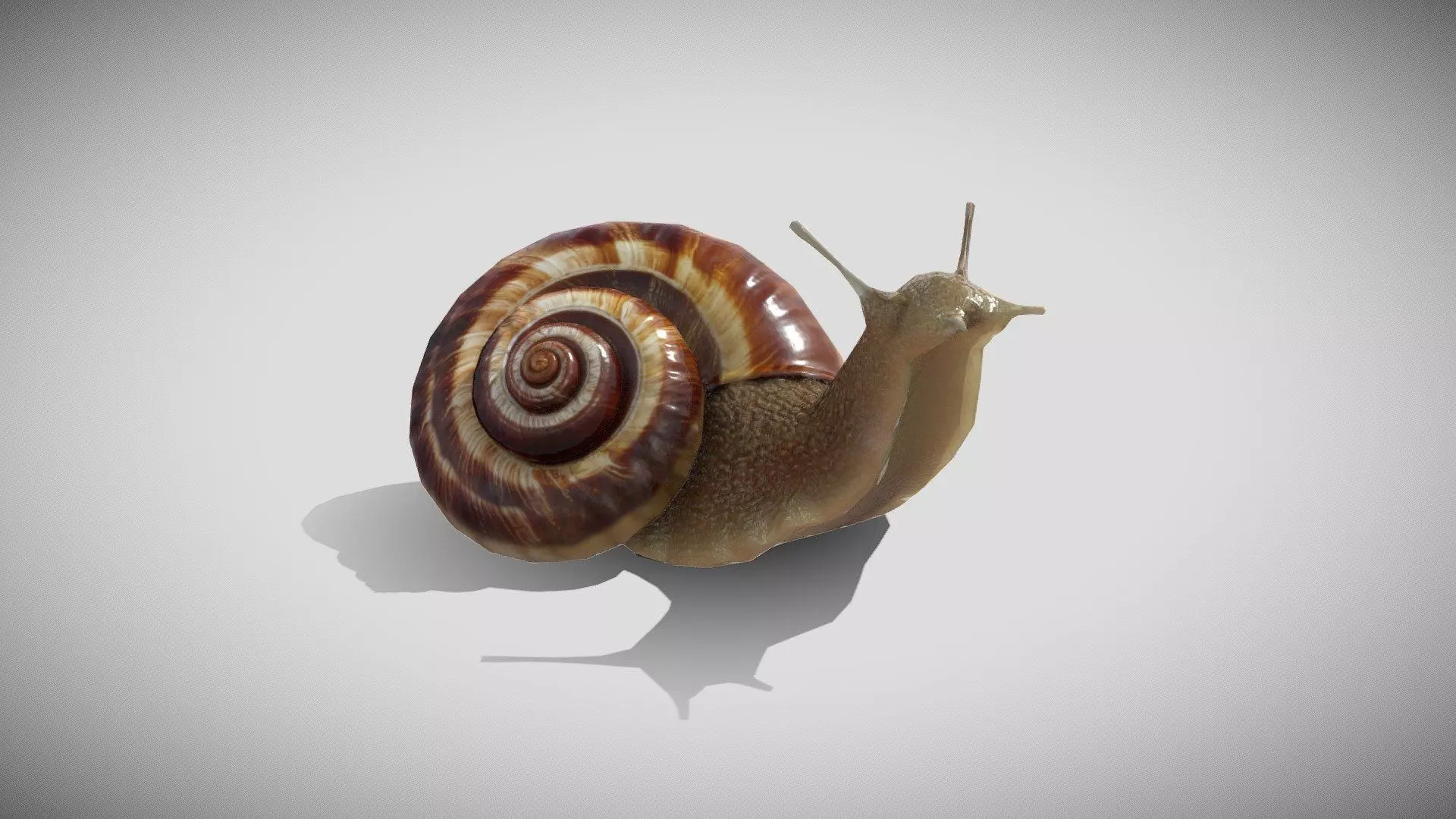 Snail Free 3D model_0