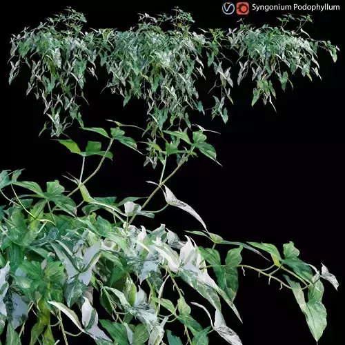 Syngonium Podophyllum 3D model