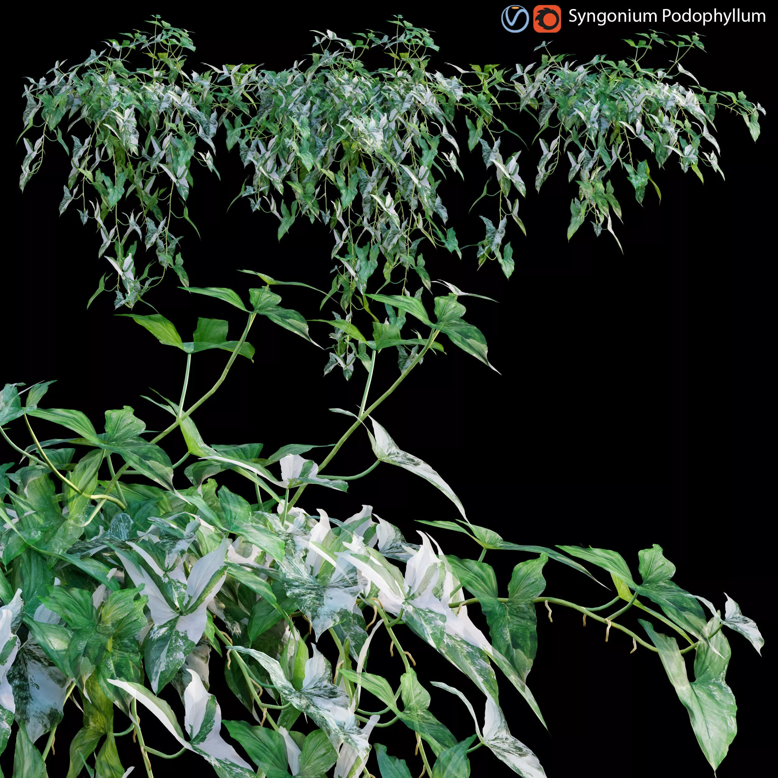 Syngonium Podophyllum 3D model