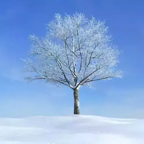 Snow Covered Tree In Winter 3D model