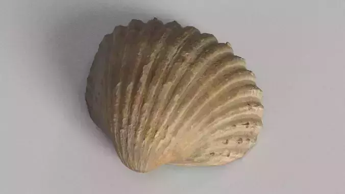 Cockle Sea Shell 3D model