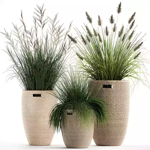 Ornamental reeds plants in rattan baskets 1027