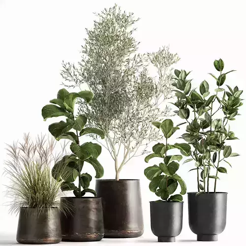 Houseplants in a flowerpot for the interior 1029