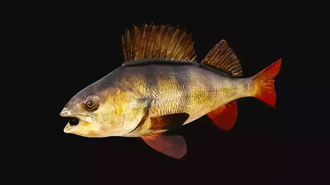 Fish with rigged  Low-poly 3D model 3D model