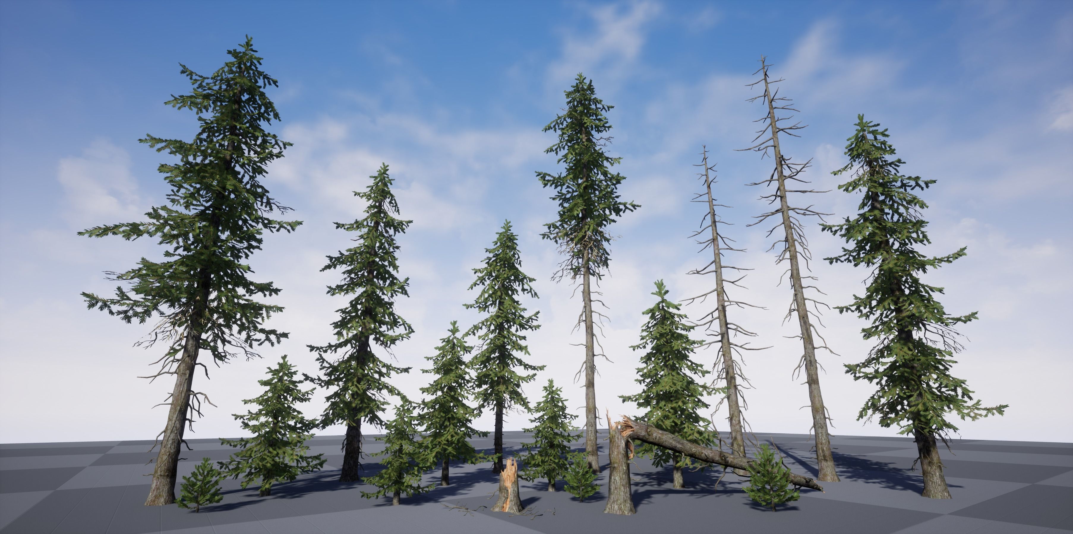 Douglas fir Low-poly 3D model_2