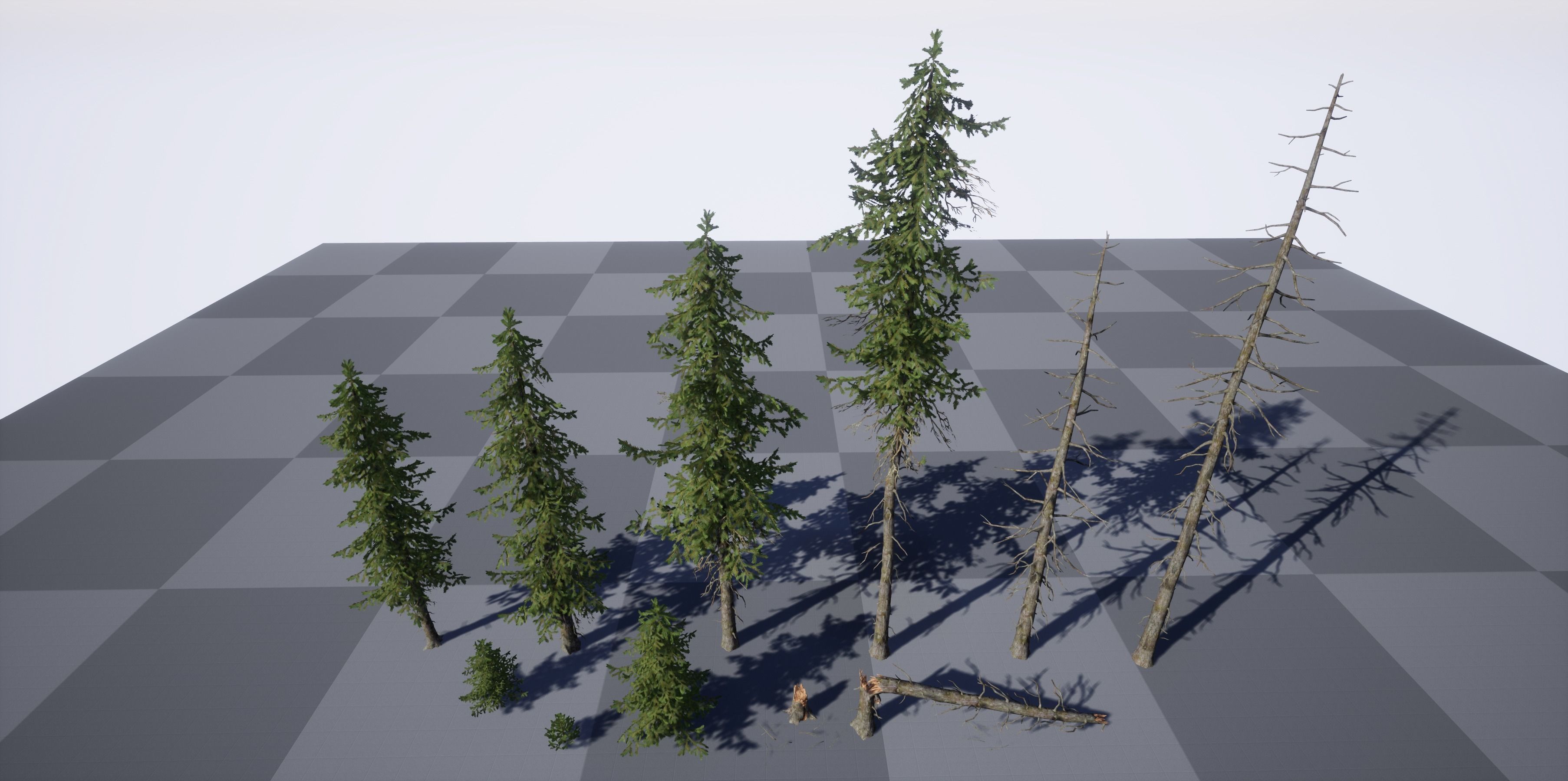 Douglas fir Low-poly 3D model_5
