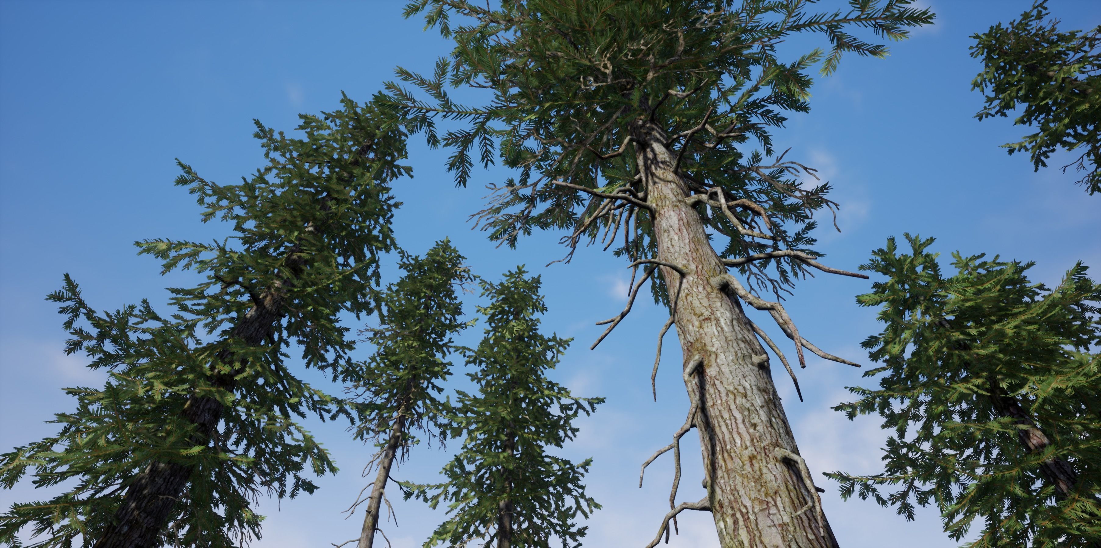 Douglas fir Low-poly 3D model_1