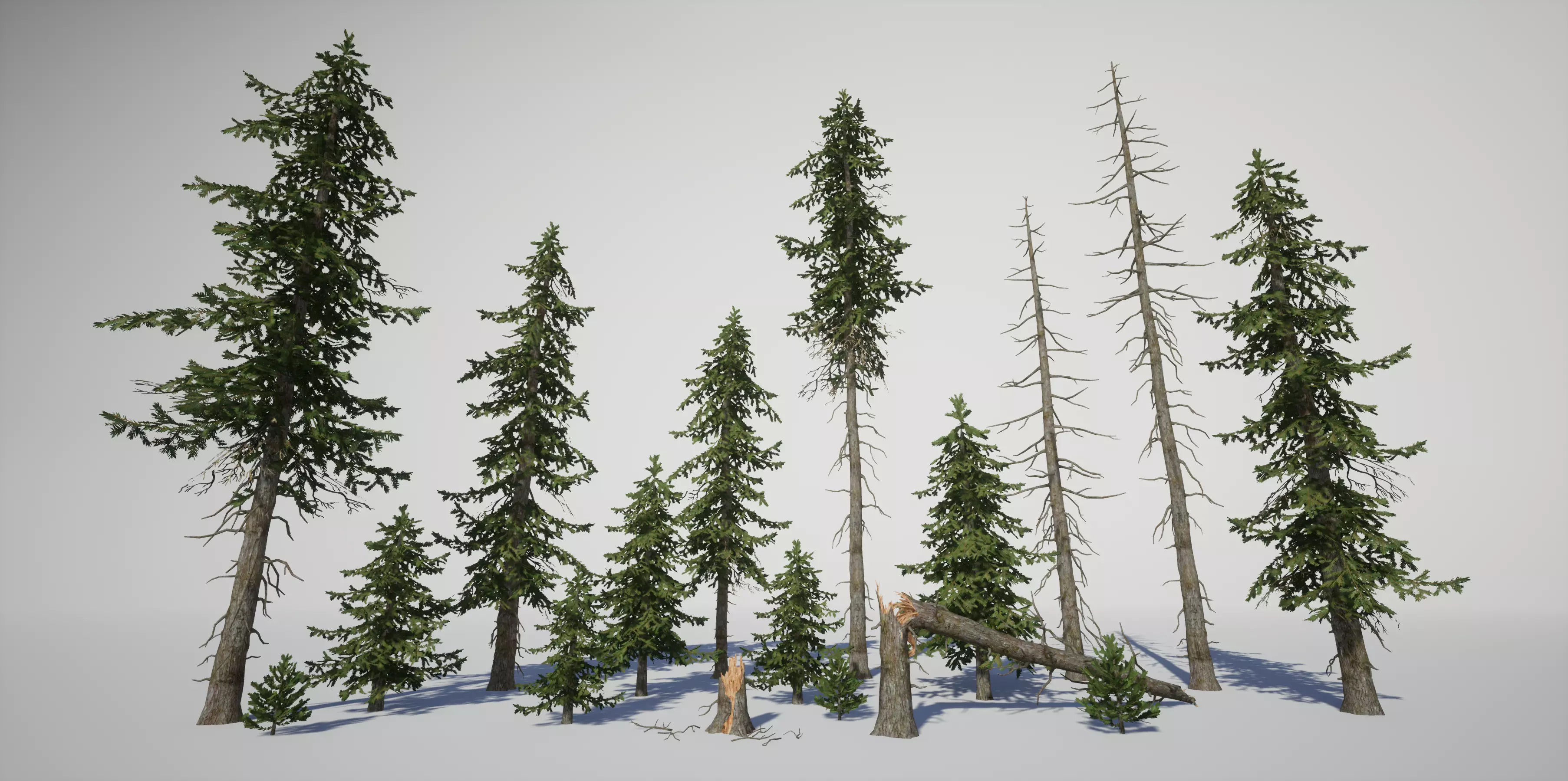 Douglas fir Low-poly 3D model_0