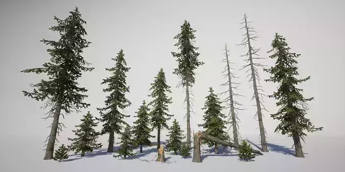 Douglas fir Low-poly 3D model