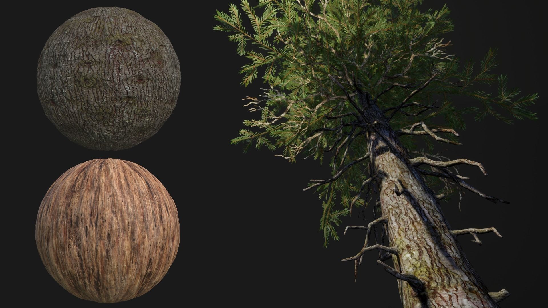 Douglas fir Low-poly 3D model_4