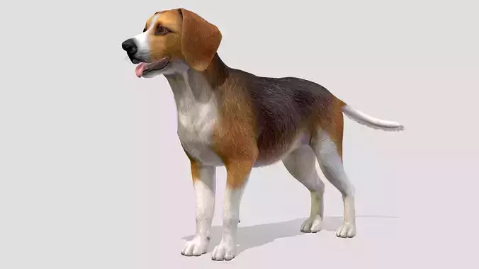 Dog - Beagle Low-poly 3D model