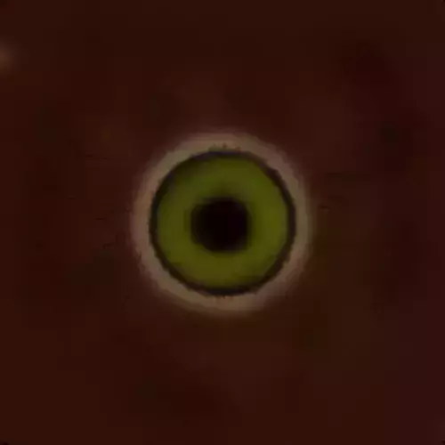 carcharodontosaurus with texture Free 3D model