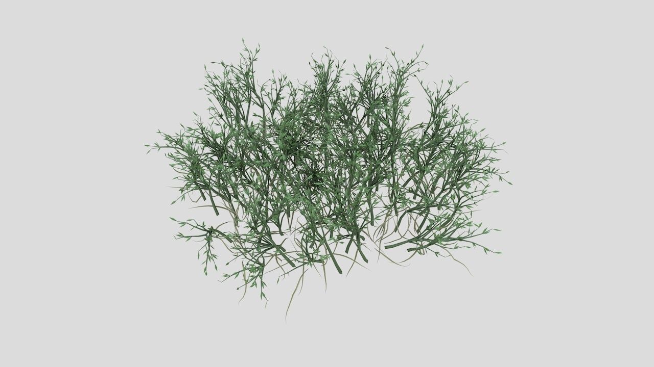 Grass Poa Low-poly 3D model_1