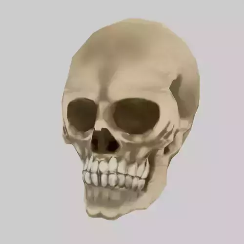 scull 3d Low polygon