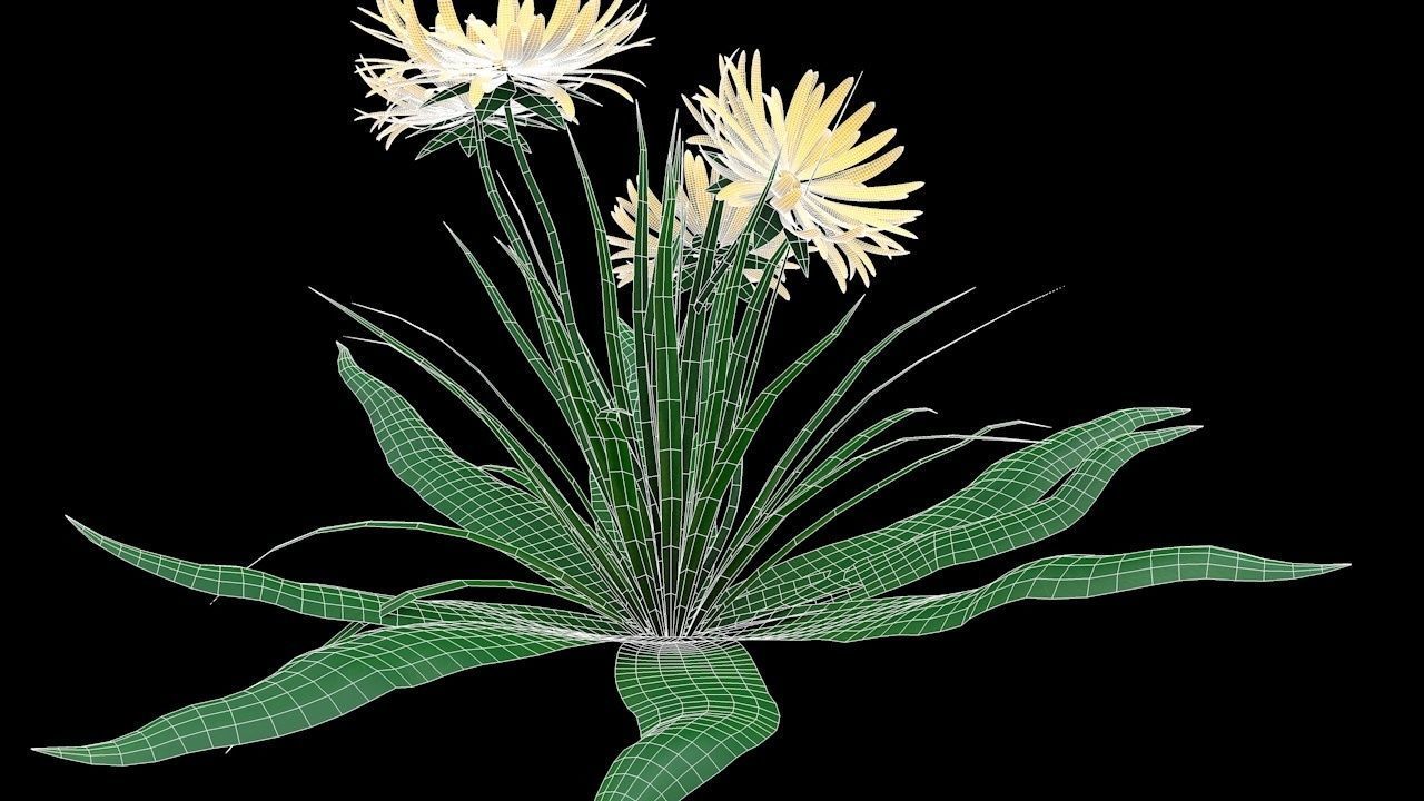 Dandelion Yellow Low-poly 3D model_5