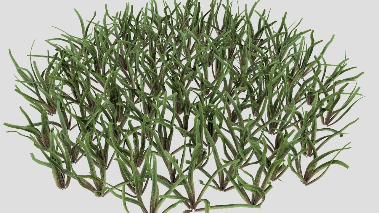 Grass 3D model_2