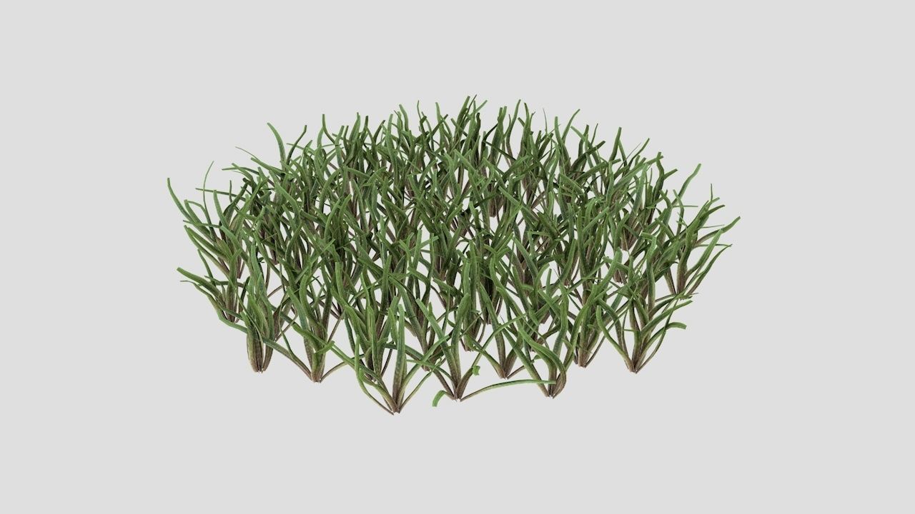 Grass 3D model_1