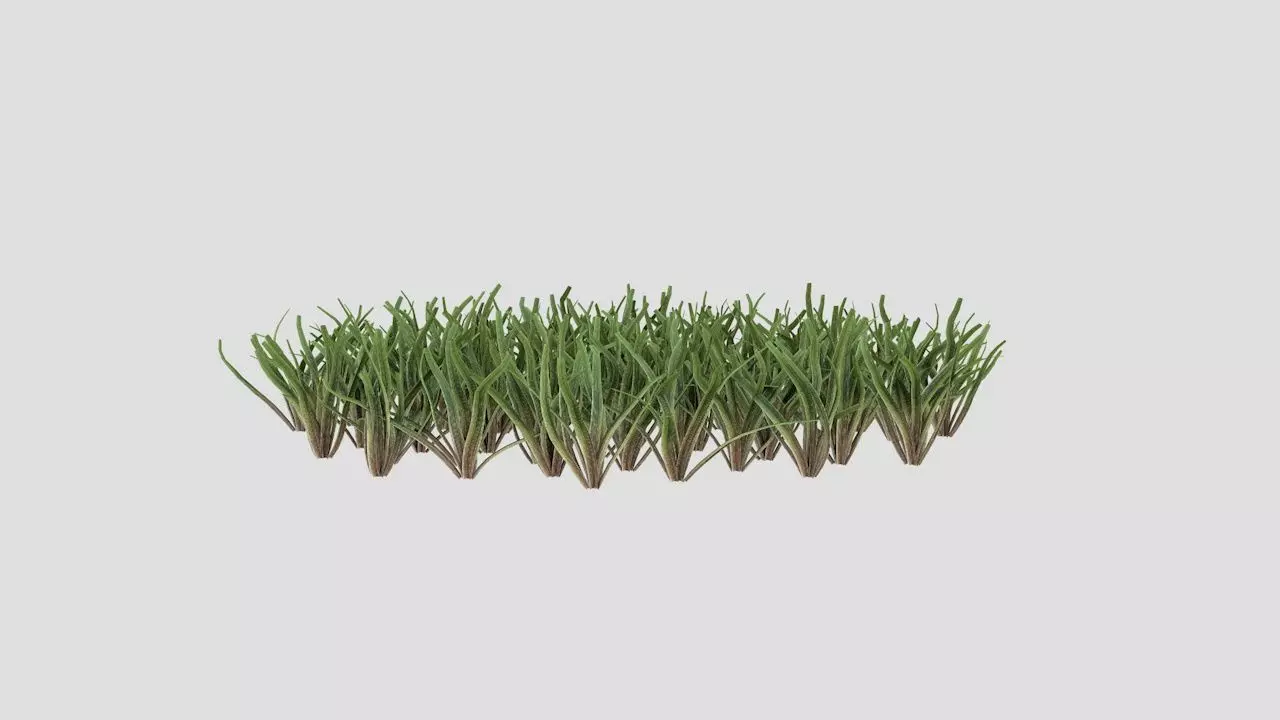 Grass 3D model_0